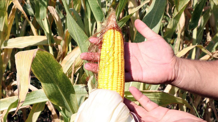 Emtia yatırımcısı ocakta mısırla kazandı Emtia yatırımcısı ocakta mısırla kazandı