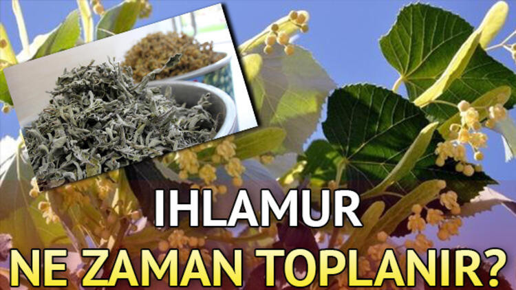 Ihlamur ne zaman çiçek açar ve ne zaman toplanır Ihlamur ne zaman çiçek açar ve ne zaman toplanır