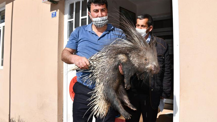 Koruma altına alındı Nesli tükenme tehlikesinde... Koruma altına alındı Nesli tükenme tehlikesinde...