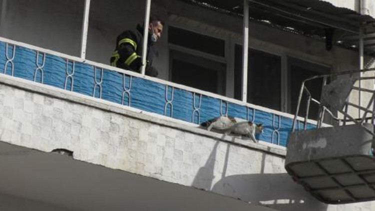 Kedi, mahsur kaldığı balkondan itfaiye merdiveniyle indi