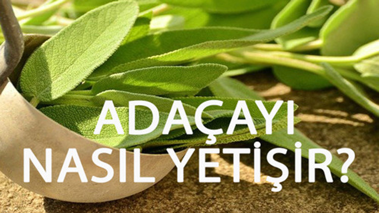 Adaçayı Nasıl Yetişir Adaçayı Türkiyede En Çok Ve En İyi Nerede Yetişir Ve Nasıl Yetiştirilir