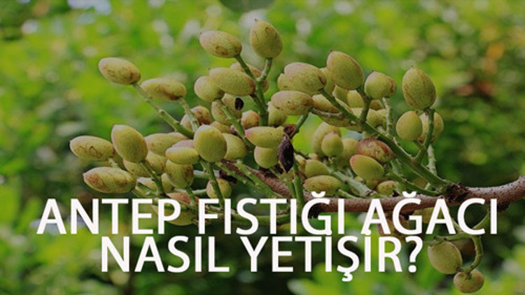 Antep Fıstığı Ağacı Nasıl Yetişir Antep Fıstığı Ağacı Türkiyede En Çok Ve En İyi Nerede Yetişir Ve Nasıl Yetiştirilir