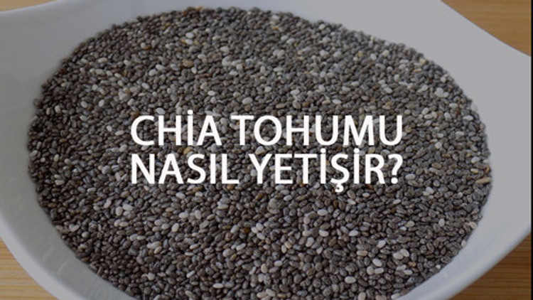 Chia Tohumu Nasıl Yetişir Chia Tohumu Türkiyede En Çok Ve En İyi Nerede Yetişir Ve Nasıl Yetiştirilir