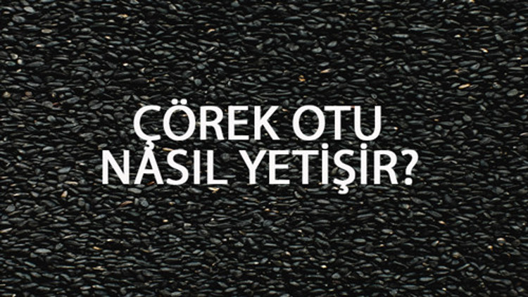 Çörek Otu Nasıl Yetişir Çörek Otu Türkiyede En Çok Ve En İyi Nerede Yetişir Ve Nasıl Yetiştirilir Çörek Otu Nasıl Yetişir Çörek Otu Türkiyede En Çok Ve En İyi Nerede Yetişir Ve Nasıl Yetiştirilir