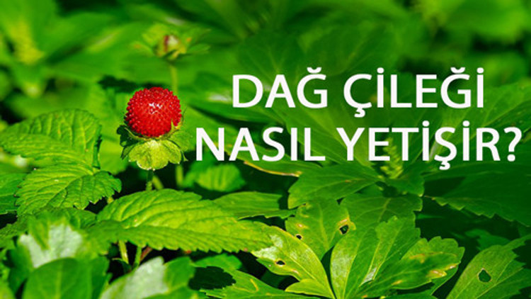 Dağ Çileği Nasıl Yetişir Dağ Çileği Türkiyede En Çok Ve En İyi Nerede Yetişir Ve Nasıl Yetiştirilir