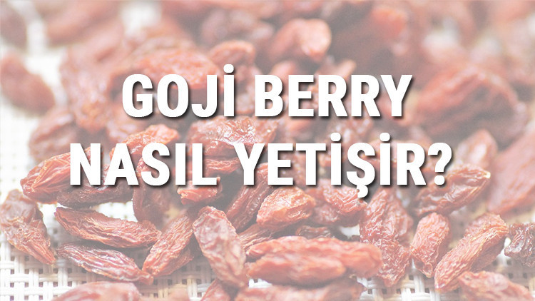 Goji Berry Nasıl Yetişir Goji Berry Türkiyede En Çok Ve En İyi Nerede Yetişir Ve Nasıl Yetiştirilir