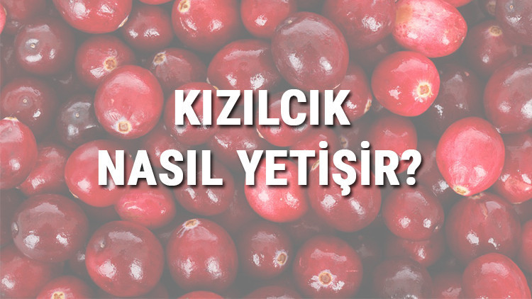 Kızılcık Nasıl Yetişir Kızılcık Türkiyede En Çok Ve En İyi Nerede Yetişir Ve Nasıl Yetiştirilir