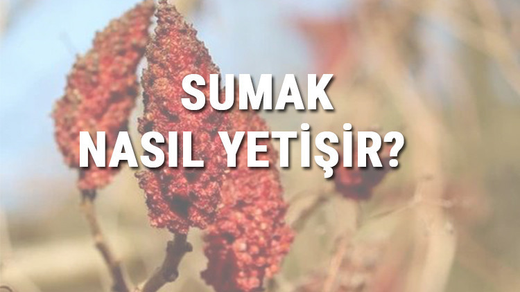 Sumak Nasıl Yetişir Sumak Türkiyede En Çok Ve En İyi Nerede Yetişir Ve Nasıl Yetiştirilir