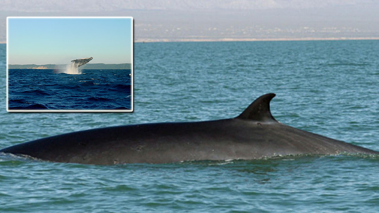 Balina şarkılarıyla haritalama yapacaklar Balina şarkılarıyla haritalama yapacaklar