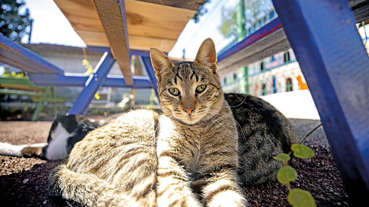 ‘Siz de sahiplenin’ çağrısı ‘Siz de sahiplenin’ çağrısı