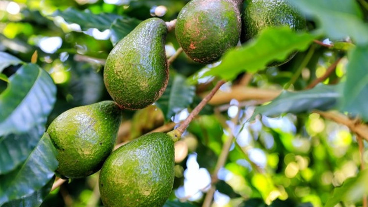 Avokado Nasıl Yetişir Avokado Türkiyede En Çok Ve En İyi Nerede Yetişir Ve Nasıl Yetiştirilir