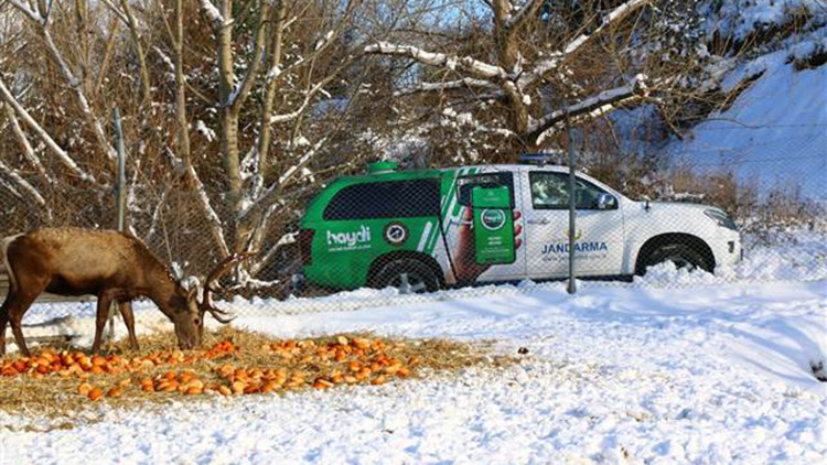 Sinop, Çorum ve Kastamonuda yaban hayvanları için doğaya yiyecek bırakıldı