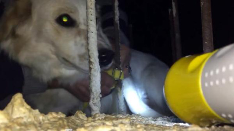 Tasması demire takılan köpeği imam fark edip, kurtardı