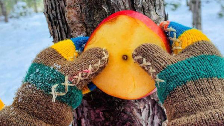 Minikler, kuşların aç kalmaması için ağaçlara meyve astı