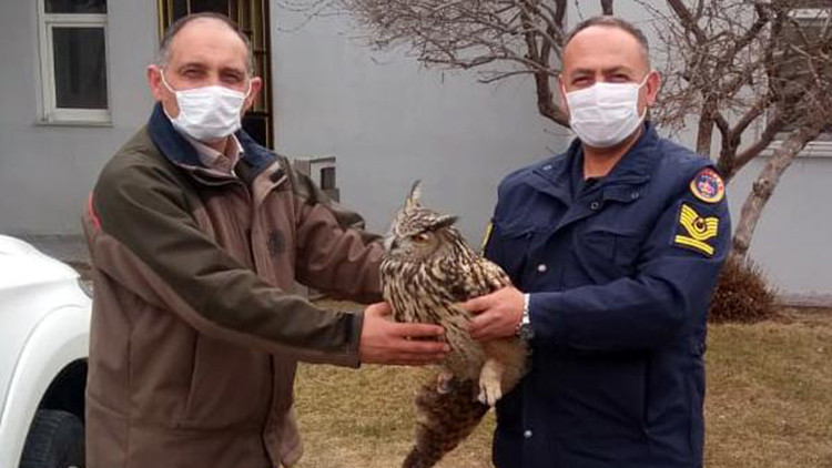 Jandarmanın yaralı bulduğu, nesli tükenmekte olan puhuya tedavi Jandarmanın yaralı bulduğu, nesli tükenmekte olan puhuya tedavi