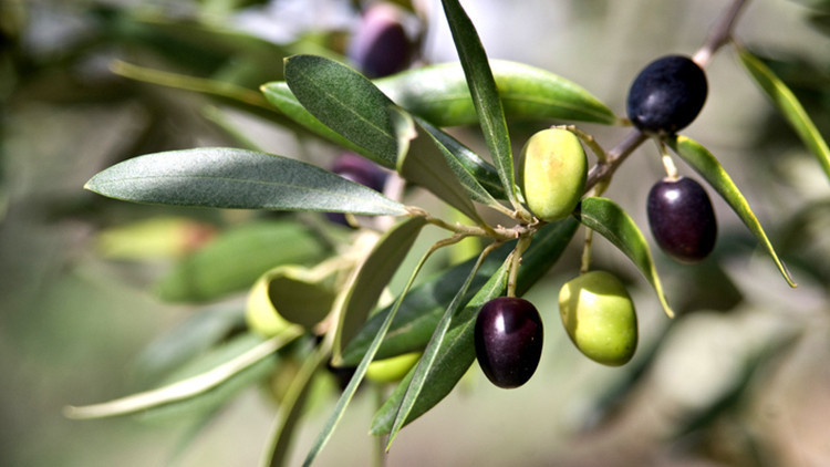 Zeytin yaprağı çayı neye iyi gelir İşte, zeytin yaprağı çayı faydaları