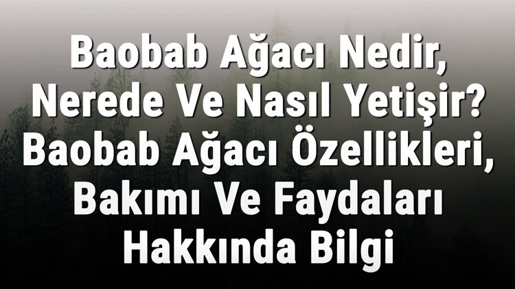 Baobab Ağacı Nedir, Nerede Ve Nasıl Yetişir Baobab Ağacı Özellikleri, Bakımı Ve Faydaları Hakkında Bilgi