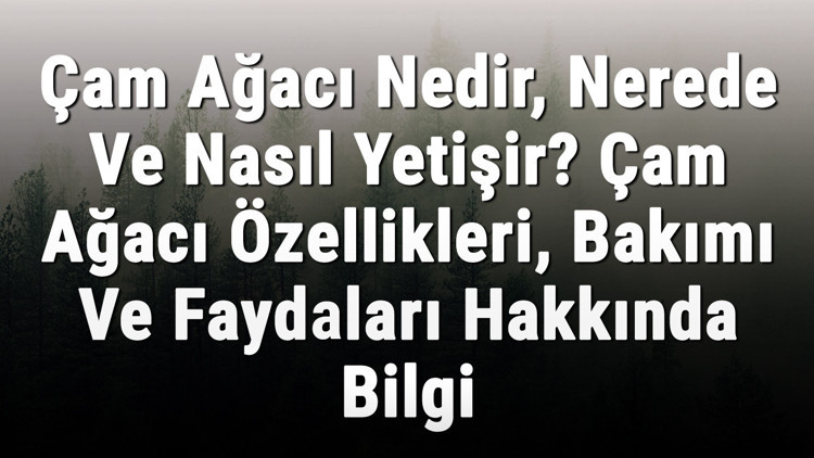 Çam Ağacı Nedir, Nerede Ve Nasıl Yetişir Çam Ağacı Özellikleri, Bakımı Ve Faydaları Hakkında Bilgi Çam Ağacı Nedir, Nerede Ve Nasıl Yetişir Çam Ağacı Özellikleri, Bakımı Ve Faydaları Hakkında Bilgi