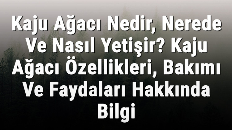 Kaju Ağacı Nedir, Nerede Ve Nasıl Yetişir Kaju Ağacı Özellikleri, Bakımı Ve Faydaları Hakkında Bilgi