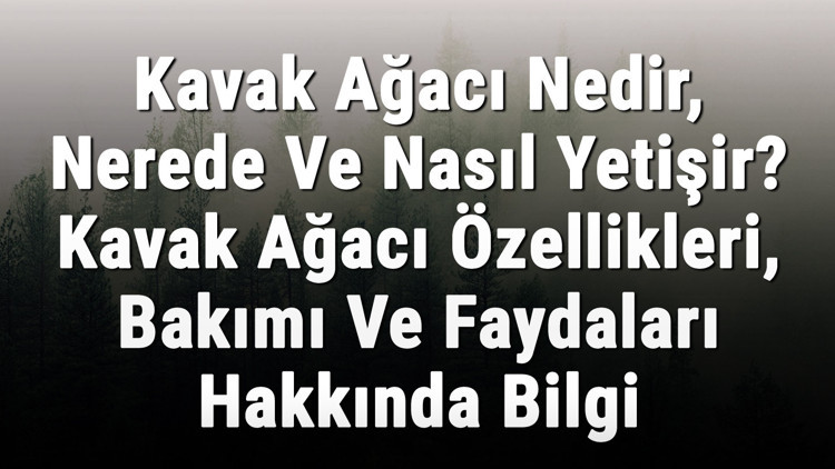 Kavak Ağacı Nedir, Nerede Ve Nasıl Yetişir Kavak Ağacı Özellikleri, Bakımı Ve Faydaları Hakkında Bilgi