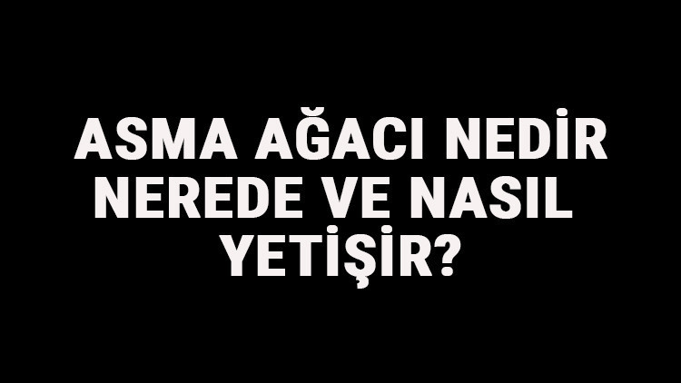 Asma Ağacı Nedir, Nerede Ve Nasıl Yetişir Asma Üzüm Ağacı Özellikleri, Bakımı Ve Faydaları Hakkında Bilgi