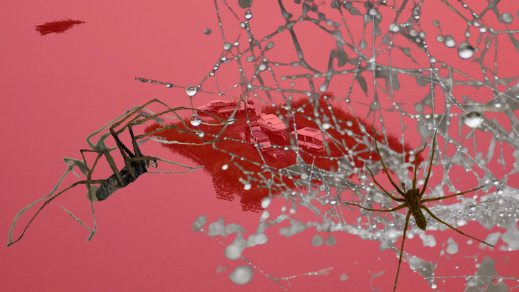 Avustralya kâbusu yaşıyor... Sel felaketinden sonra zehirli örümcek paniği