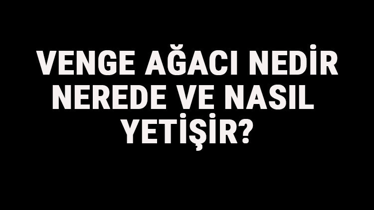 Venge Ağacı Nedir, Nerede Ve Nasıl Yetişir Venge Ağacı Özellikleri, Bakımı Ve Faydaları Hakkında Bilgi