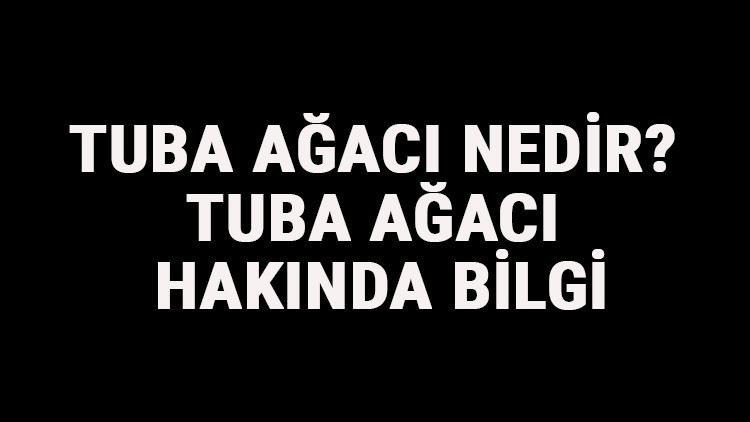 Tuba Ağacı Nedir Tuba Ağacı Hakkında Bilgi