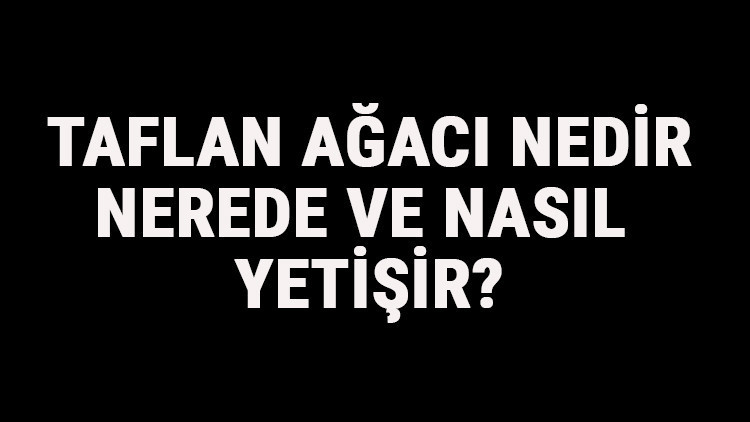 Taflan Ağacı Nedir, Nerede Ve Nasıl Yetişir Taflan Ağacı Özellikleri, Bakımı Ve Faydaları Hakkında Bilgi