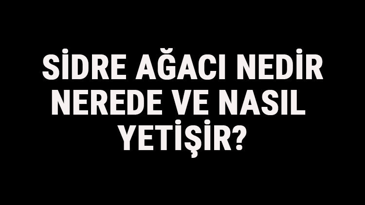 Sidre Ağacı Nedir, Nerede Ve Nasıl Yetişir Sidre Ağacı Özellikleri, Bakımı Ve Faydaları Hakkında Bilgi