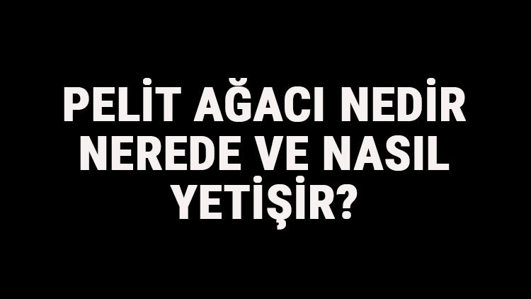 Pelit Ağacı Nedir, Nerede Ve Nasıl Yetişir Pelit Ağacı Özellikleri, Bakımı Ve Faydaları Hakkında Bilgi