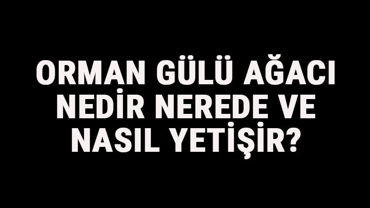 Orman Gülü Ağacı Nedir, Nerede Ve Nasıl Yetişir Orman Gülü Ağacı Özellikleri, Bakımı Ve Faydaları Hakkında Bilgi