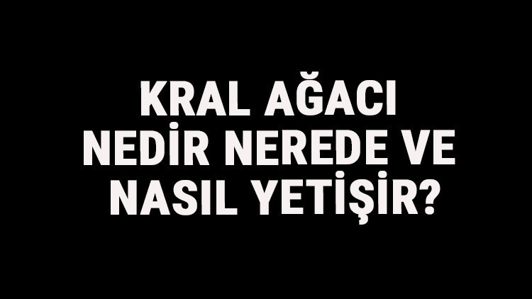 Kral Ağacı Nedir, Nerede Ve Nasıl Yetişir Kral Ağacı Özellikleri, Bakımı Ve Faydaları Hakkında Bilgi