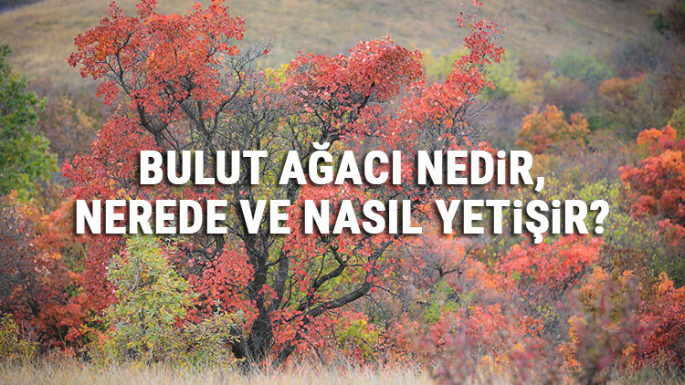 Bulut Ağacı Nedir, Nerede Ve Nasıl Yetişir Duman Ağacı Özellikleri, Bakımı Ve Faydaları Hakkında Bilgi Bulut Ağacı Nedir, Nerede Ve Nasıl Yetişir Duman Ağacı Özellikleri, Bakımı Ve Faydaları Hakkında Bilgi