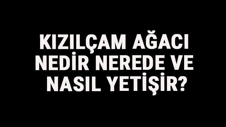 Kızılçam Ağacı Nedir, Nerede Ve Nasıl Yetişir Kızılçam Ağacı Özellikleri, Bakımı Ve Faydaları Hakkında Bilgi