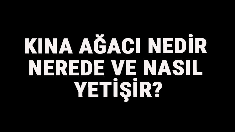 Kına Ağacı Nedir, Nerede Ve Nasıl Yetişir Kına Ağacı Özellikleri, Bakımı Ve Faydaları Hakkında Bilgi
