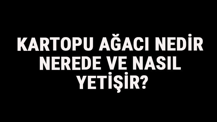 Kartopu Ağacı Nedir, Nerede Ve Nasıl Yetişir Kartopu Ağacı Özellikleri, Bakımı Ve Faydaları Hakkında Bilgi