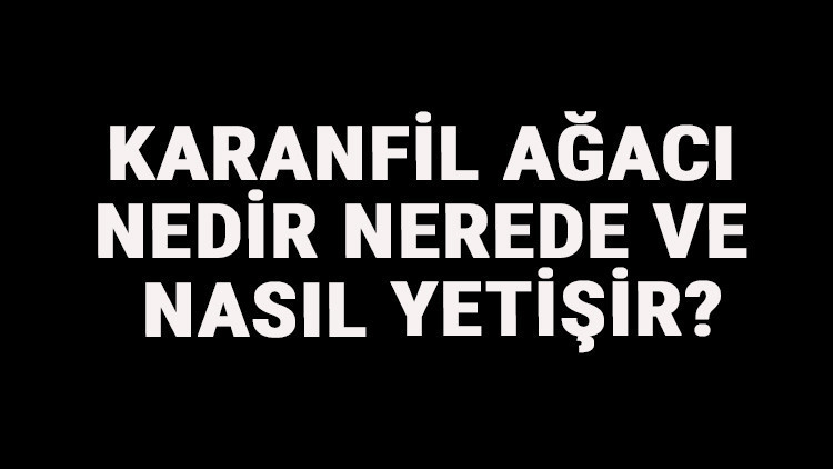 Karanfil Ağacı Nedir, Nerede Ve Nasıl Yetişir Karanfil Ağacı Özellikleri, Bakımı Ve Faydaları Hakkında Bilgi