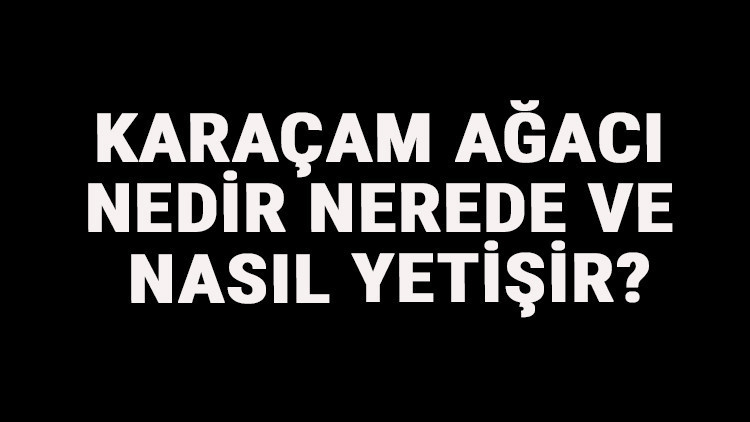 Karaçam Ağacı Nedir, Nerede Ve Nasıl Yetişir Karaçam Ağacı Özellikleri, Bakımı Ve Faydaları Hakkında Bilgi