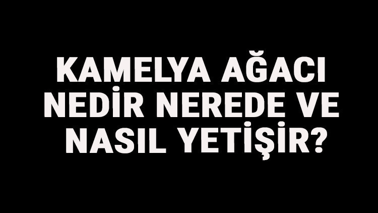 Kamelya Ağacı Nedir, Nerede Ve Nasıl Yetişir Kamelya Ağacı Özellikleri, Bakımı Ve Faydaları Hakkında Bilgi