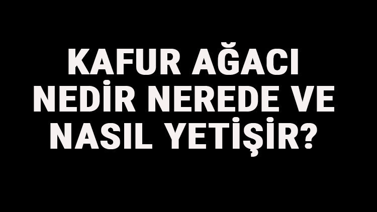 Kafur Ağacı Nedir, Nerede Ve Nasıl Yetişir Kafur Ağacı Özellikleri, Bakımı Ve Faydaları Hakkında Bilgi Kafur Ağacı Nedir, Nerede Ve Nasıl Yetişir Kafur Ağacı Özellikleri, Bakımı Ve Faydaları Hakkında Bilgi