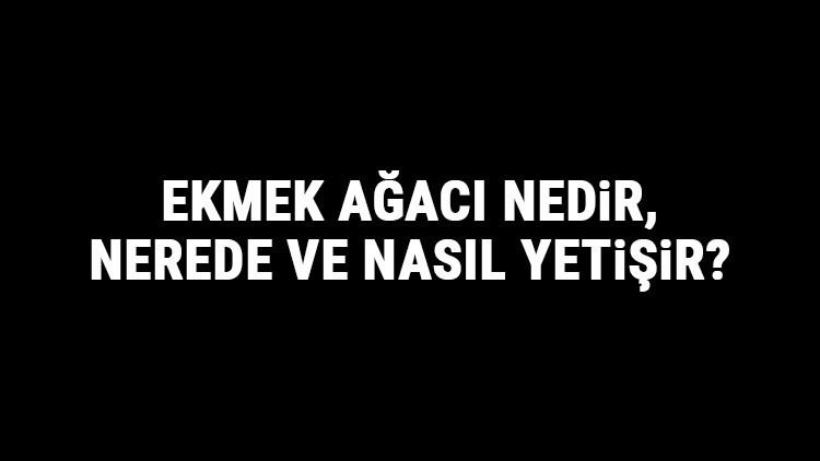 Ekmek Ağacı Nedir, Nerede Ve Nasıl Yetişir Ekmek Ağacı Özellikleri, Bakımı Ve Faydaları Hakkında Bilgi