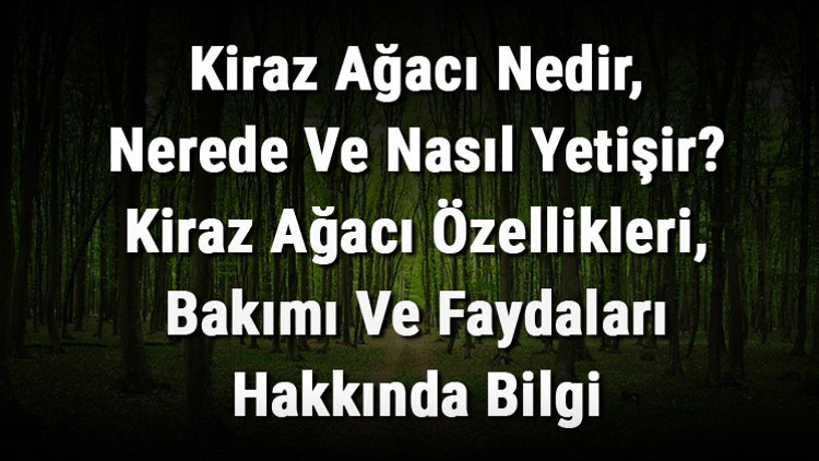 Kiraz Ağacı Nedir, Nerede Ve Nasıl Yetişir Kiraz Ağacı Özellikleri, Bakımı Ve Faydaları Hakkında Bilgi