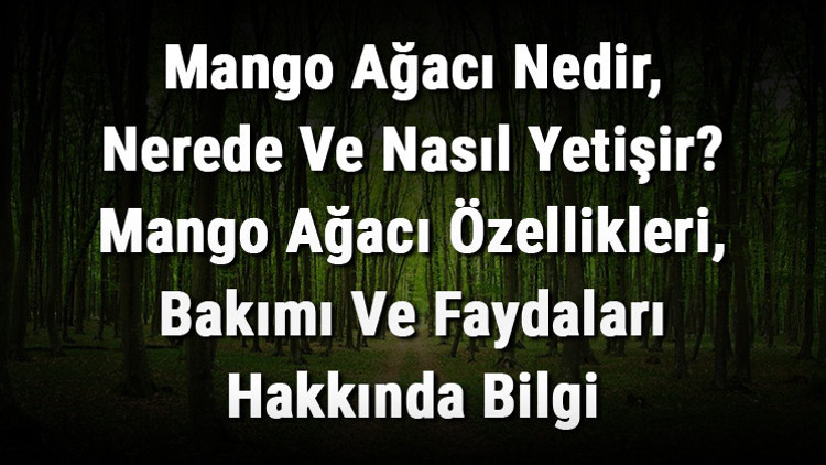 Mango Ağacı Nedir, Nerede Ve Nasıl Yetişir Mango Ağacı Özellikleri, Bakımı Ve Faydaları Hakkında Bilgi