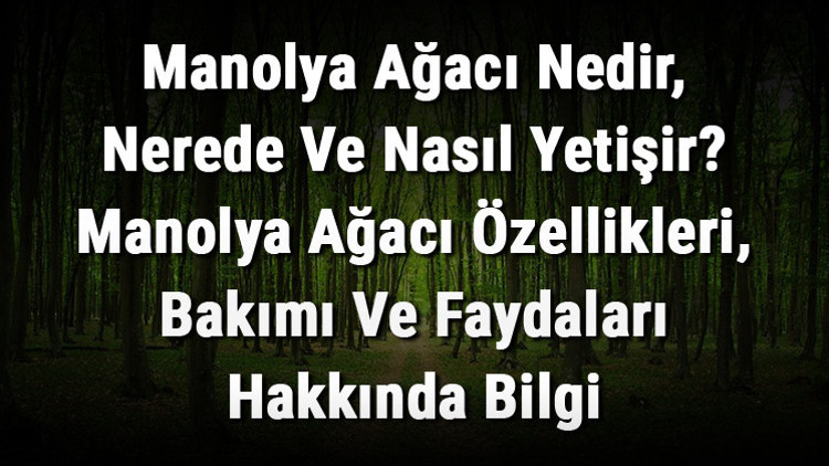 Manolya Ağacı Nedir, Nerede Ve Nasıl Yetişir Manolya Ağacı Özellikleri, Bakımı Ve Faydaları Hakkında Bilgi