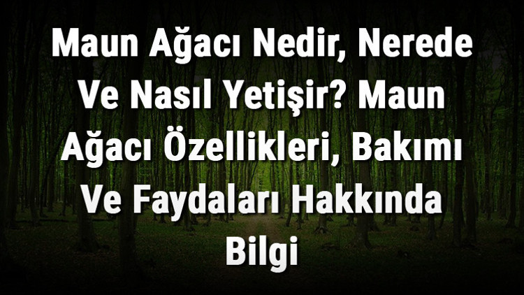 Maun Ağacı Nedir, Nerede Ve Nasıl Yetişir Maun Ağacı Özellikleri, Bakımı Ve Faydaları Hakkında Bilgi