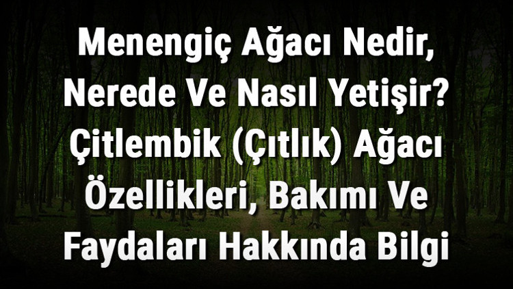 Menengiç Ağacı Nedir, Nerede Ve Nasıl Yetişir Çitlembik (Çıtlık) Ağacı Özellikleri, Bakımı Ve Faydaları Hakkında Bilgi Menengiç Ağacı Nedir, Nerede Ve Nasıl Yetişir Çitlembik (Çıtlık) Ağacı Özellikleri, Bakımı Ve Faydaları Hakkında Bilgi