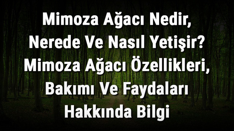 Mimoza Ağacı Nedir, Nerede Ve Nasıl Yetişir Mimoza Ağacı Özellikleri, Bakımı Ve Faydaları Hakkında Bilgi