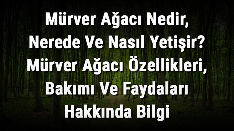 Mürver Ağacı Nedir, Nerede Ve Nasıl Yetişir Mürver Ağacı Özellikleri, Bakımı Ve Faydaları Hakkında Bilgi