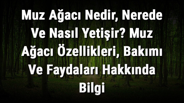 Muz Ağacı Nedir, Nerede Ve Nasıl Yetişir Muz Ağacı Özellikleri, Bakımı Ve Faydaları Hakkında Bilgi Muz Ağacı Nedir, Nerede Ve Nasıl Yetişir Muz Ağacı Özellikleri, Bakımı Ve Faydaları Hakkında Bilgi